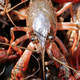 Illustration for article titled Crayfish Can Turn Ordinary Blood Cells Into Neurons